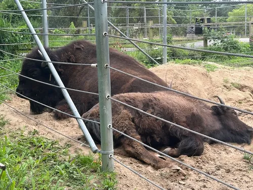 Fox Valley Elgin Bison