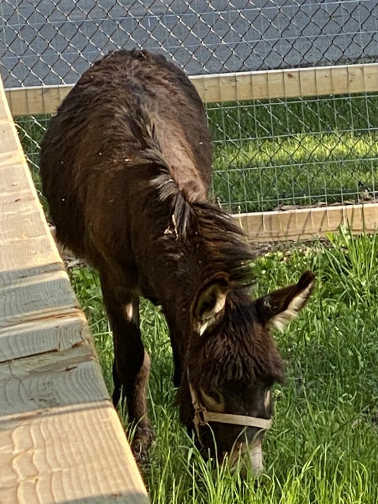 Fox Valley Elgin Donkey