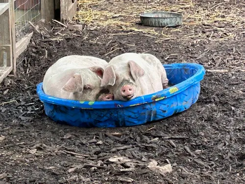 Lords Park Zoo Pigs 2