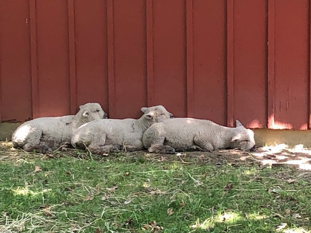 Lords Park Zoo Sheep
