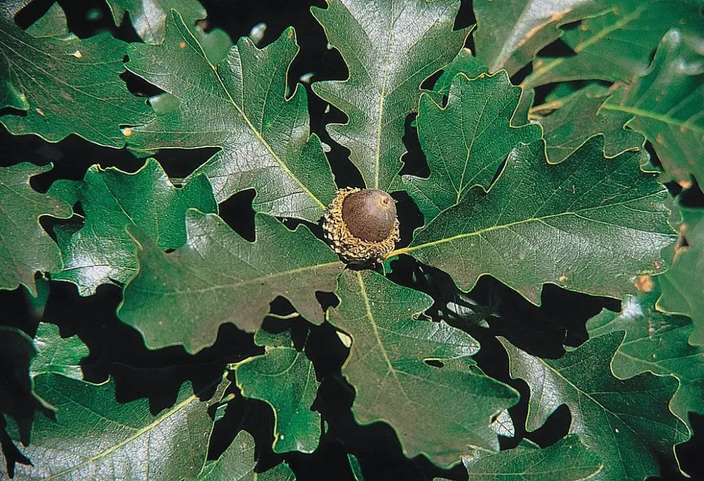 Burr Oak Leaves and Nuts