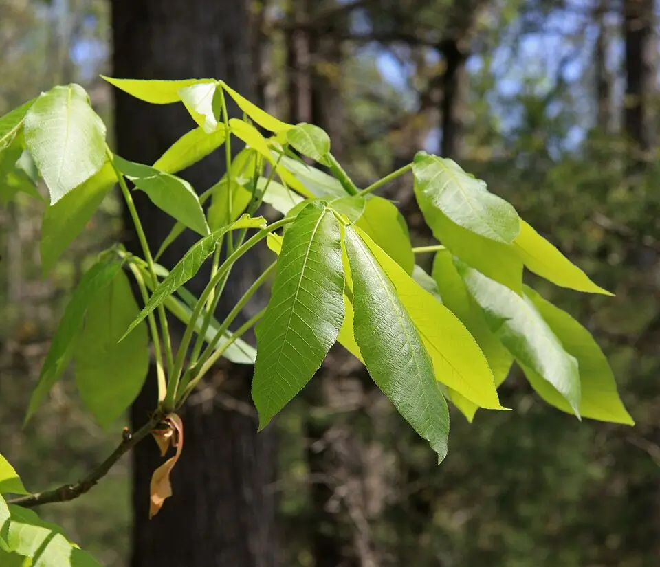 Shagbark Hickory leaves