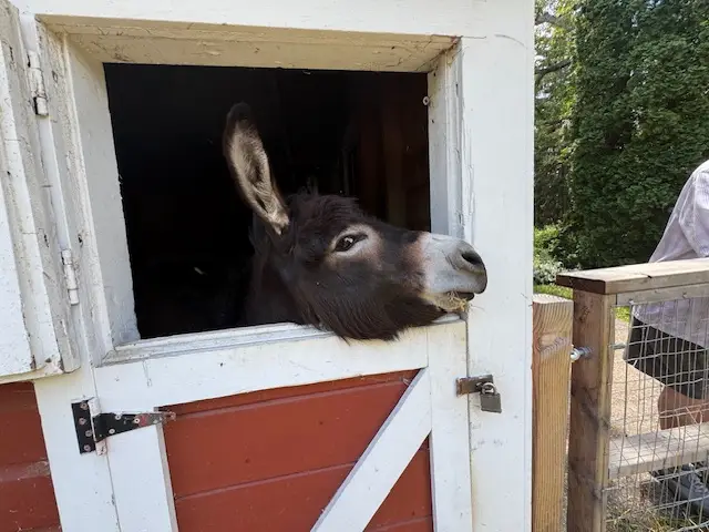 Donkey at Friends of Lords Park Zoo in Elgin, IL