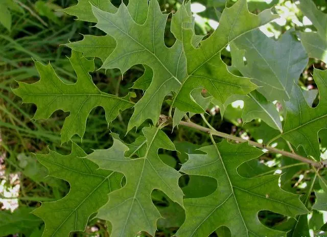Pine Oak Leaves