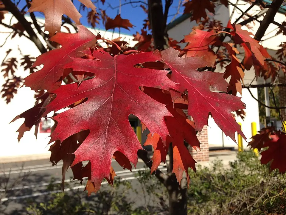 Red Oak leaves