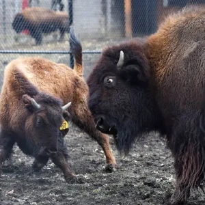 Fox Valley Elgin Bison