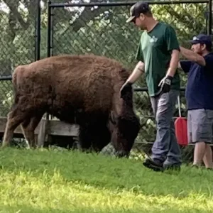 Bison