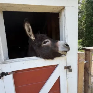 Donkey at Friends of Lords Park Zoo in Elgin, IL