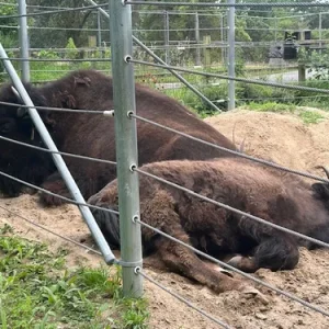 Fox Valley Elgin Bison