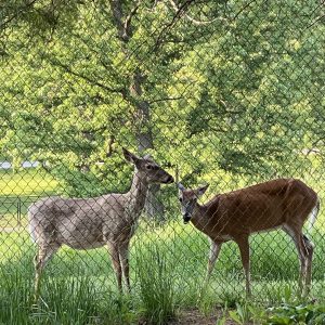 Fox Valley Elgin Deer-2