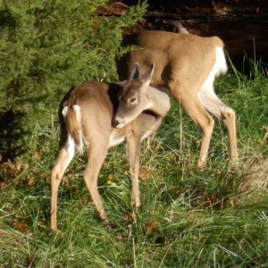 Fox Valley Elgin Deer-5