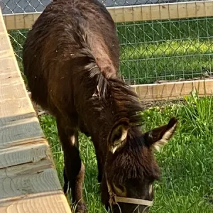 Fox Valley Elgin Donkey