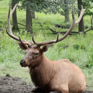 Fox Valley Elk at Lord's Park Zoo