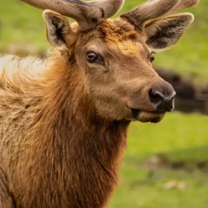 Fox Valley Elgin Elk