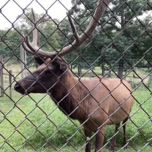 Fox Valley Elgin Elk