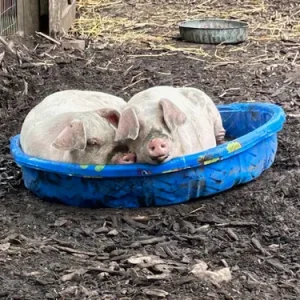 Lords Park Zoo Pigs-2