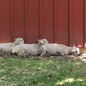 Lords Park Zoo Sheep