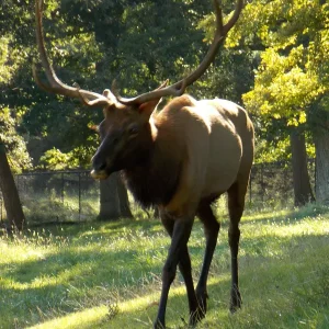 Spike the Male Elk-3