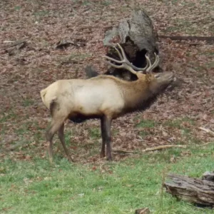 Spike the Male Elk-5